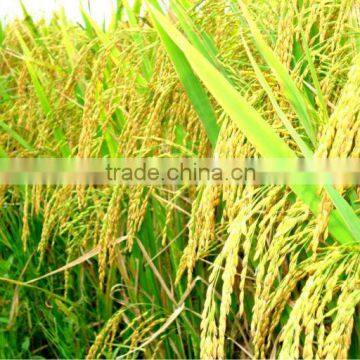 JAPONICA RICE NEW CROP 2014- HIGH QUALITY