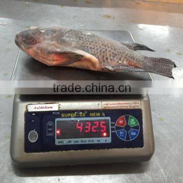 Frozen Tilapia Whole Round 300-500g photo-2