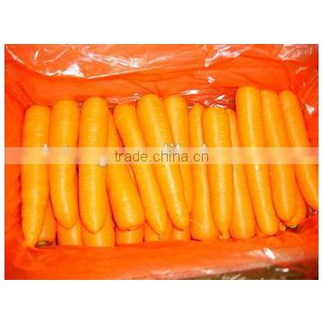 Fresh Red Carrot Packed in 10kg Carton for Korean Market