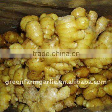 Supplying Yellow Color Fresh Ginger