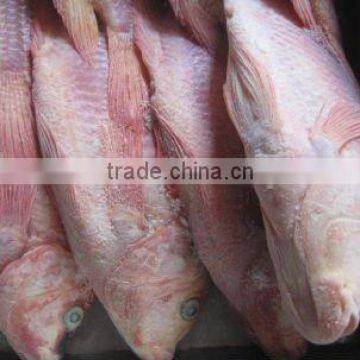 FIRST CLASS FROZEN AND FRESH Red Tilapia fish