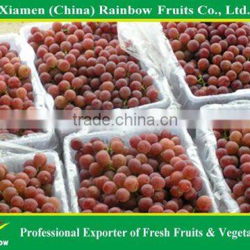 Chinese Fresh Delicious Red Table Globe Grape Wine Grapes photo-3