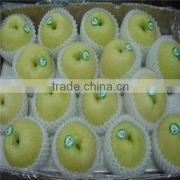 Nashi pear/Asian pear/kerea pear for export