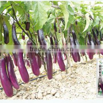 Chinese Academy of Agricultural Sciences Researched Purple Red Long Eggplant Seeds