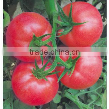 Hybrid F1 Indeterminate Growth High Disease Resistance Bulk Pink Tomato Seeds For Growing-Arctic Continent