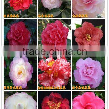 Indoor Plant and Outdoor Plant Camellia Japonica
