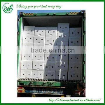 Indoor Straight Lucky Bamboo Plants Sale photo-6