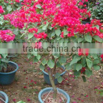 Bougainvillea