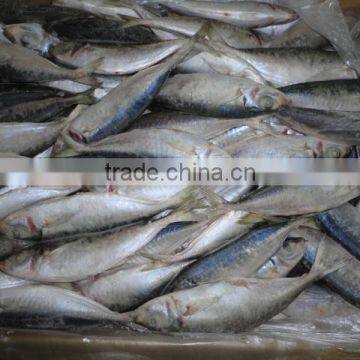 BQF WHOLE ROUND FROZEN HORSE MACKEREL FISH photo-2