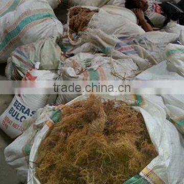 Eucheuma Spinosum With Good Price photo-5