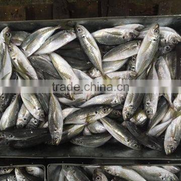 Chinese Frozen Seafood/Frozen Fish Factory photo-5