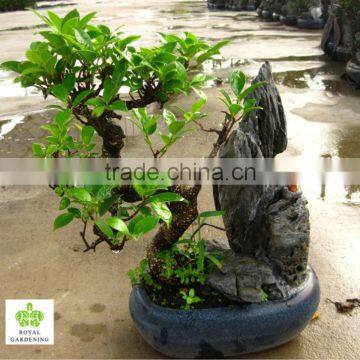 Ficus microcarpa stone bonsai