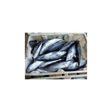 supply bonito