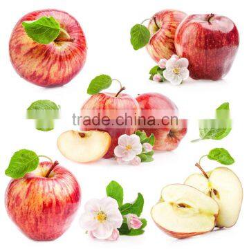 best price quality fuji apple seller exporter in China