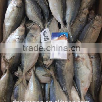 The W/R Frozen Bigeye Scad from China with size 50 - 60 pcs / 9.5kg