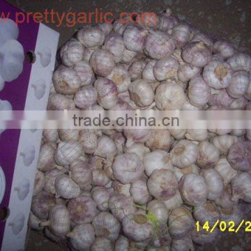 Normal White Garlic/Jining Garlic/Yunnan Garlic/Henan Garlic