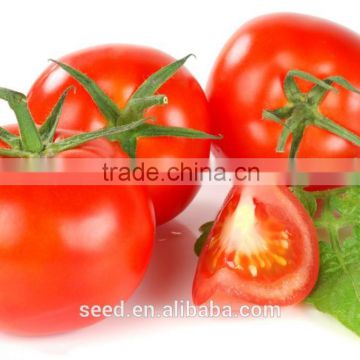 Resistance TY003 Tomato Pink Tomato Seed SXTS No.1407