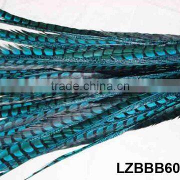 Turquoise Lady Amherst Pheasant tail feathers LZBBB607