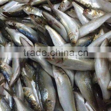 125g Canned Sardine in Oil(WW-125)color Tin Paking With HACCP IFS,BRC ISO photo-6