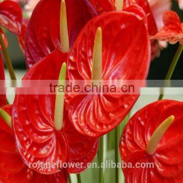 High Quality Fresh Cut Red Flower Anthurium for Selling photo-3