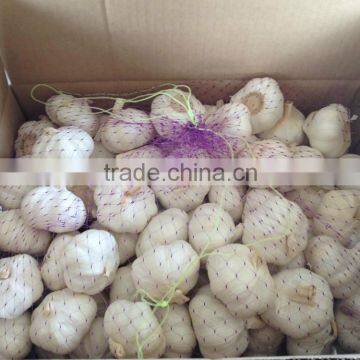Chinese Garlic for World Market photo-4