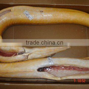 Conger Eel Whole