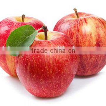 Fresh fruits Red star apple with good quality for sale                        
                                                Quality Choice