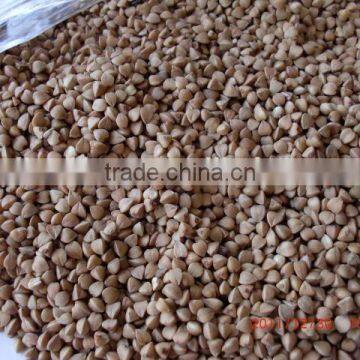 Chinese Roasted Buckwheat Kernel to GEORGIA AND RUSSIAN photo-2
