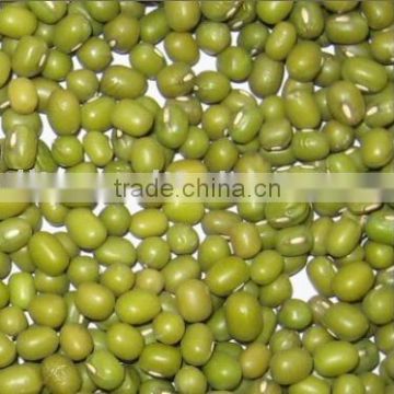 Mung Bean