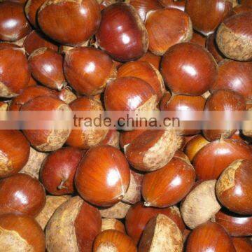 Fresh Chestnut