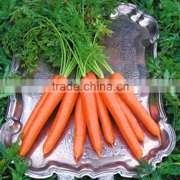 Wholesale fresh organic carrot