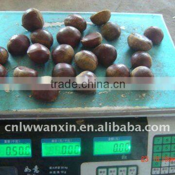 fresh Chestnut in China