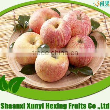 2015 New Crop Shaanxi Fuji Apple for Sale