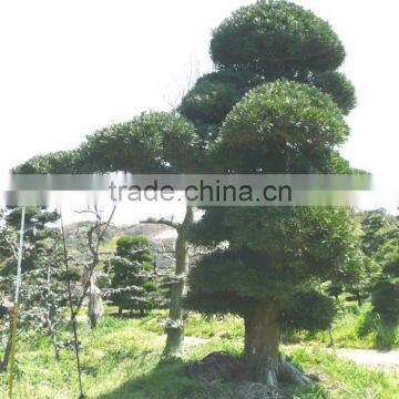 Big Live Bonsai Tree photo-2