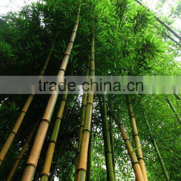 Yellow Groove Bamboo Seedling photo-3
