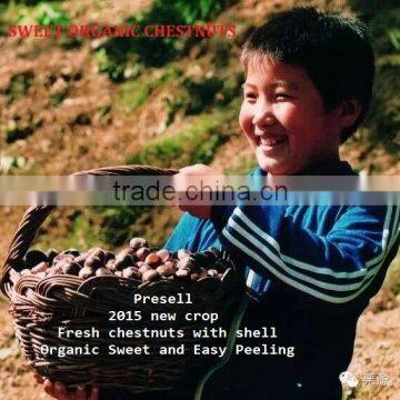 2015 New Raw Fresh Chestnuts photo-4