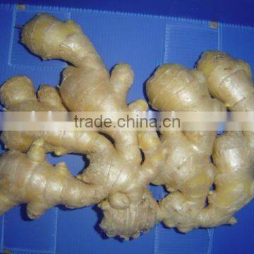 Fresh Air Dried Ginger photo-6