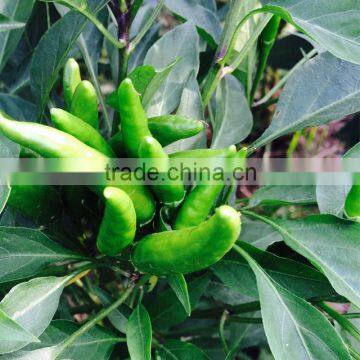 Upright Cluster Hot Pepper/Chilli Seed Uranus No.3 photo-5