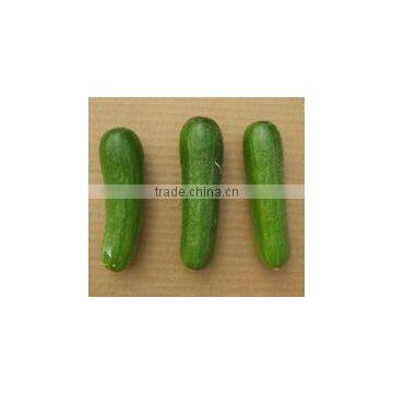 Vegetable Seeds photo-3