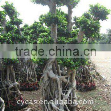 Ficus big bonsai