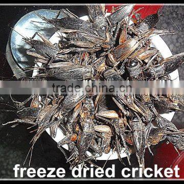 For Guinea Fowl and Blue Peacock Microwave Dried Crickets Bird Pet Food photo-3
