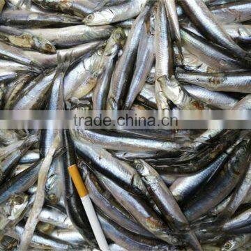 New Landing Fresh Frozen Anchovy for Fish Meal photo-5