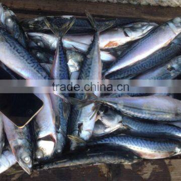 Pacific Mackerel photo-6