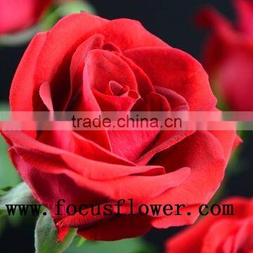 100% percent fresh cut jasmine flower price rose wholesale carola with 0.6-0.8kg from kunming