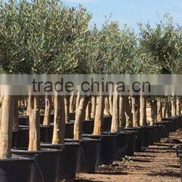 Olive Tree Young Skin Trunk - Olea Europaea "Andalucia" photo-4