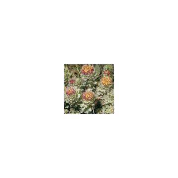 Rhodiola Rosea Extract/Salidrosides/Rosavin