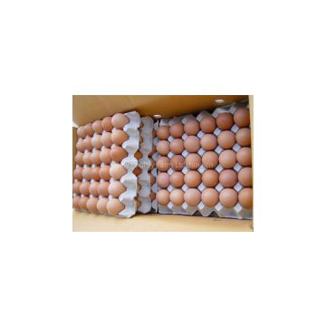 Chicken Fertile Eggs