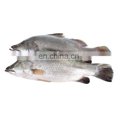 factory sale frozen seabass fish frozen seabass fish barramundi fish