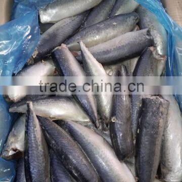 Frozen pacific mackerel HGT scomber japonicus