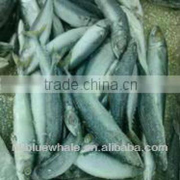 frozen japanese mackerel fish 300-500g